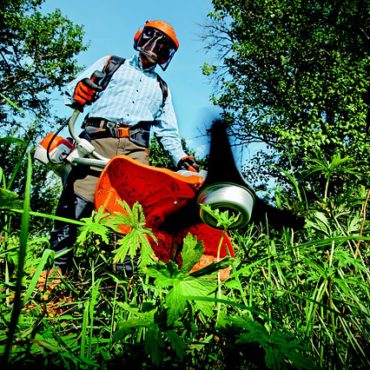 Atenção que vem das alturas: a necessidade da manutenção preventiva dos espaços verdes